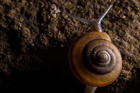 Snail gliding on the wet stone texture.の写真素材