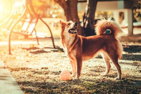 A Dog playing with toy on the floor at homeの写真素材