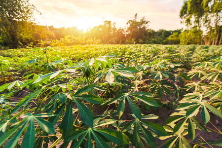 Tapioca farm, potato farm, tapioca plantation, agriculture background.の写真素材
