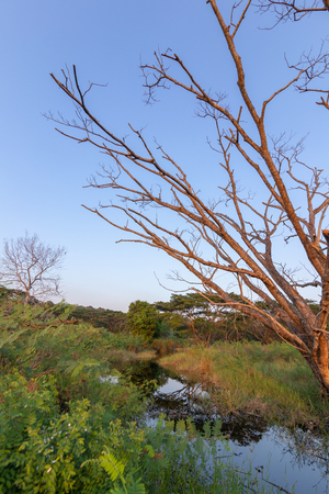 Landscape dead tree in water and blue sky with mountain back.の写真素材