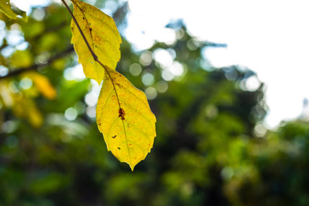 Yellow Leaves in the forest and blur background. Nature background concept.