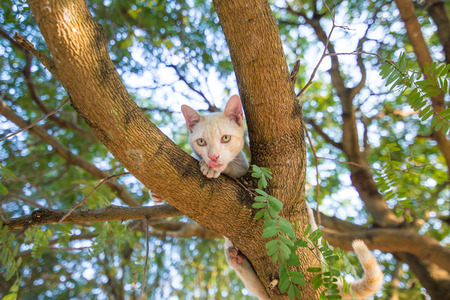 A small white cat climbing trunk, playing on a tree with a beautiful bokeh light and looking at a child who is learning how to be mischievous and happy relax.の写真素材