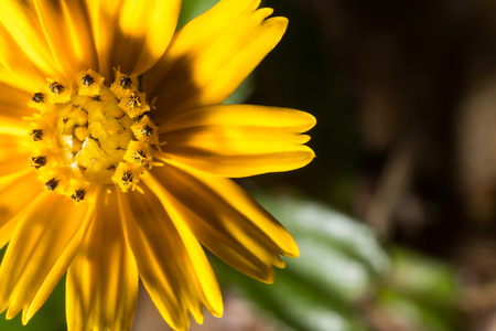 Macro little yellow flower and black background.の写真素材