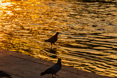 Silhouette a dove in the water between sunset.の写真素材