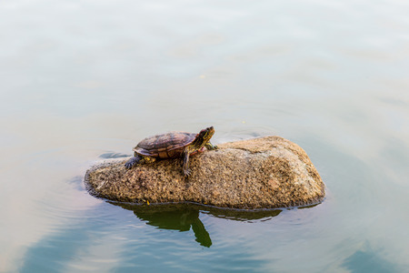 turtle rest on rock at sun on pondの写真素材