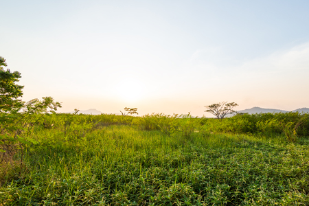 Landscape little tree grow in water and sunset with mountain back.の写真素材