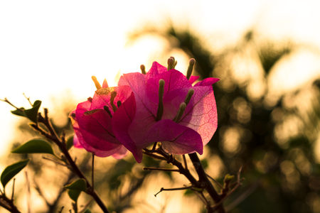 blooming bougainvillea or fuengfah flowers texture. Flowers and sunset background concept.の写真素材