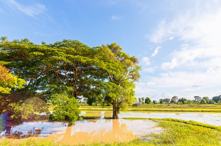 Big tree in little field near water and blue sky with cloud.の写真素材