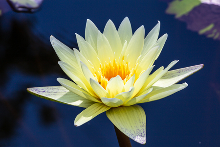 beautiful Lotus Flower with green leaf in in pond.の写真素材
