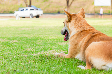 Funny smiling puppies playing outdoors on a green summer grass. Happy pets enjoying their life.の写真素材