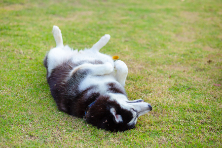 Funny smiling puppies playing outdoors on a green summer grass. Happy pets enjoying their life.の写真素材