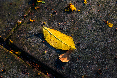 Leaves on the ground at parks.の写真素材