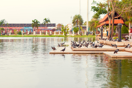 dove are on the ground near the water at parksの写真素材