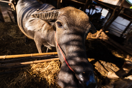 buffalo in corral beside a house farming with light and shadow.の写真素材