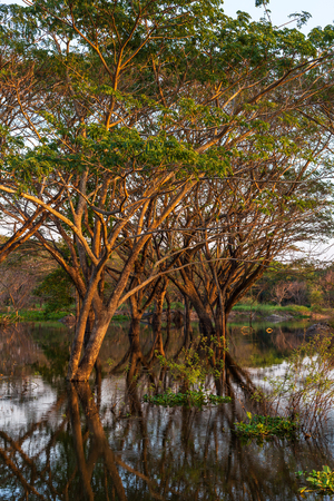 Big tree and dead tree in the water and blue sky. Natural background.の写真素材