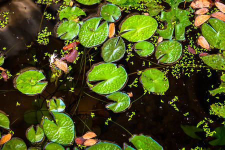 beautiful Lotus Flower with green leaf in in pond.の写真素材