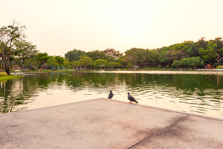A pigeons on autumn river in the park at sunset.の写真素材