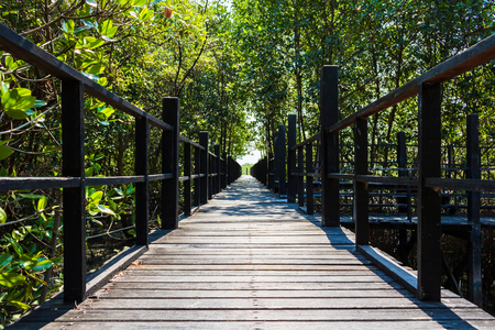 Wood  Bridge in the forest in mangrove forest.の写真素材