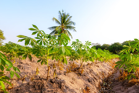 Tapioca farm, potato farm, tapioca plantation, agriculture background.の写真素材