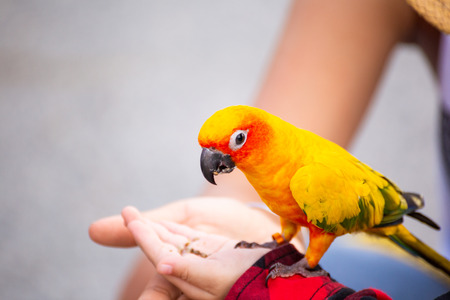 Children give a food for a bird in the park.の写真素材