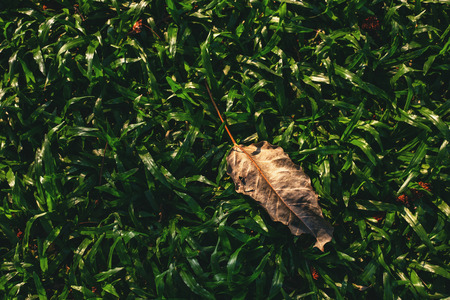 Leaves on the grass at parks.の写真素材