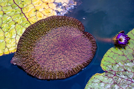 Victoria amazonica. The  flower plant, the largest of the Nymphaeaceae family of water lilies.の写真素材