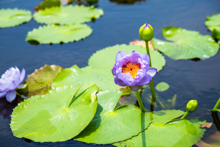 beautiful Lotus Flower with green leaf in in pond.の写真素材