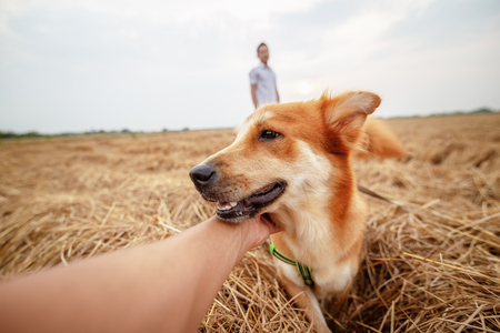 A dog playing in rice straw hay in paddy field.の写真素材