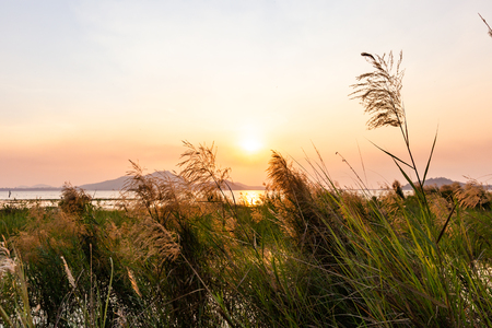 flower grass and sun light. Mountain near water and fog in the morning.の写真素材
