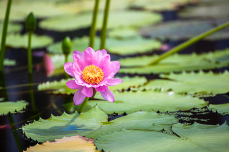 beautiful Lotus Flower with green leaf in in pond.の写真素材