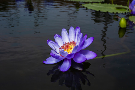 beautiful purple Lotus Flower in pond in the morning.の写真素材