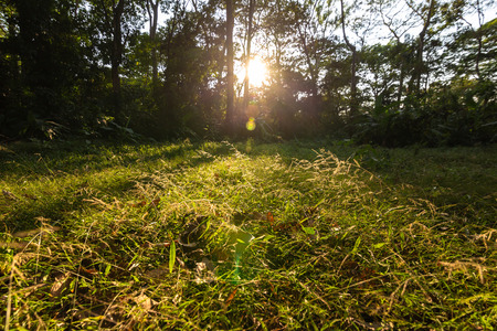 pond the deep green forest and sunset, sunrise. natural backgroundの写真素材