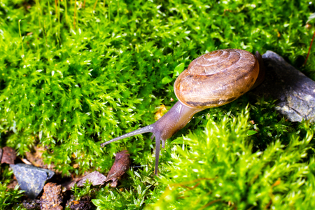 snail on the surface of old stump with moss in a natural environment. Green moss and mold growing on the old tree trunk.の写真素材