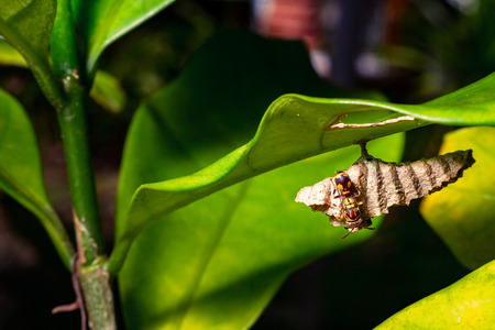 Wasps under the leaf in Macro shot.の写真素材