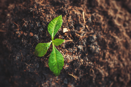 little tree on the ground. growth, save the world, Global warming concept.の写真素材