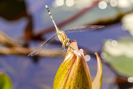 close up dragonfly with lotus. animal wildlife concept.の写真素材