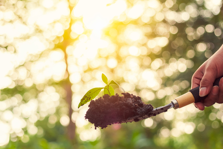 Hand hold shovel and plant on soil and sun light. growth, save the world, Global warming concept.の写真素材