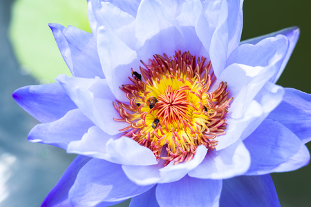 Bee on beautiful purple Lotus Flower in pond in the morning.の写真素材