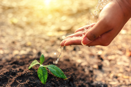 Hands and water over the plant. growth conceptの写真素材