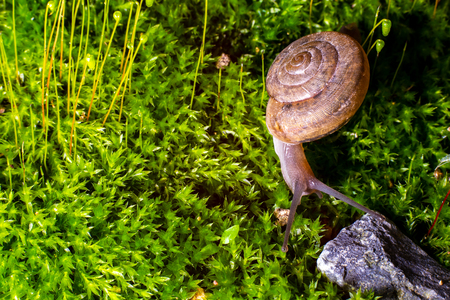 snail on the surface of old stump with moss in a natural environment. Green moss and mold growing on the old tree trunk.の写真素材
