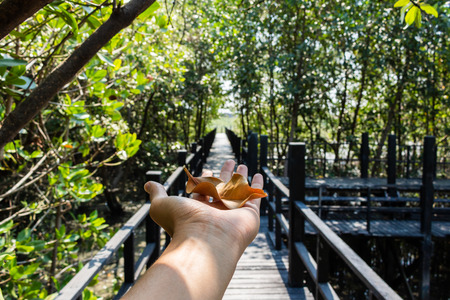 Dry leave on hand in the forest.の写真素材