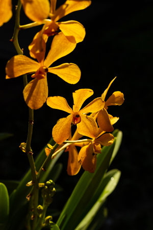 orchid color yellow and black background with light of sun.の写真素材