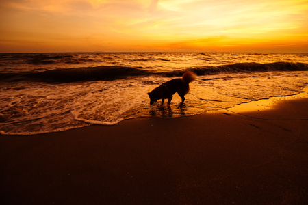 A dog happy and play sea water flow on the beach with sunset.の写真素材