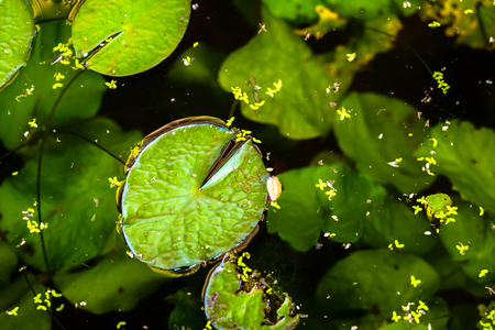 Lotus green leaf in the pond.の写真素材