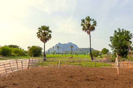 Cowshed near field meadow and mountain. Palm in agriculture  at countryside.の写真素材
