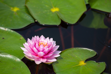 beautiful Lotus Flower with green leaf in in pond.の写真素材
