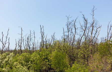the forest in mangrove forest and blue sky.の写真素材