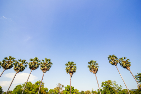 Palm tree and blue sky in the morning.の写真素材