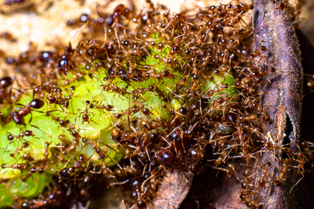 red ants teamwork move for food.の写真素材