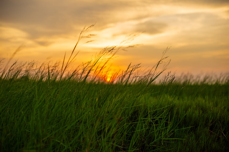 Green grass and sunset at countryside.の写真素材